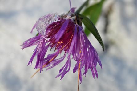 La voglia di sole di un piccolo fiore, non teme il gelido inverno.